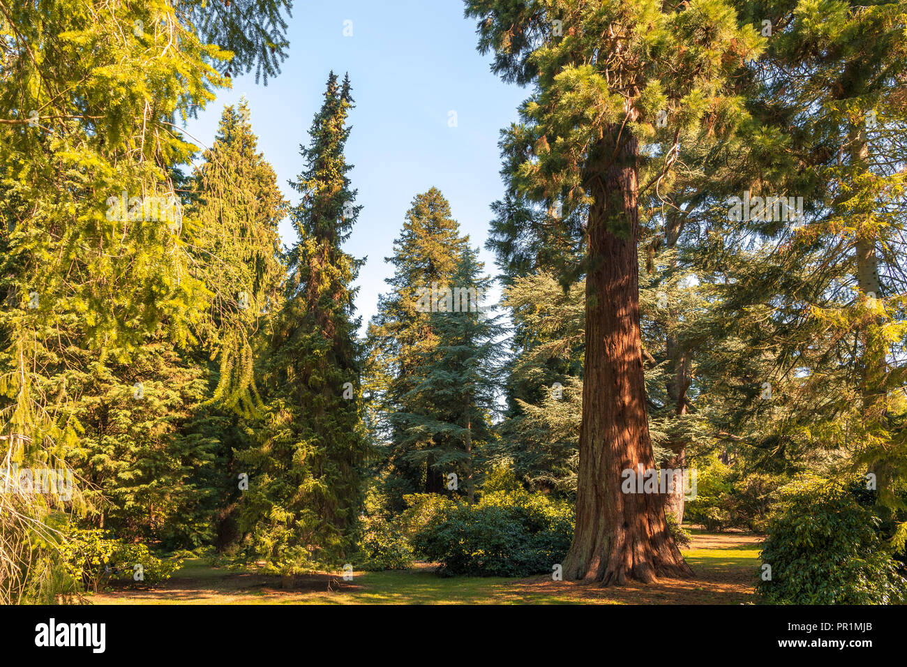 Harcourt Arboretum (Oxford University) UK. Stock Photo