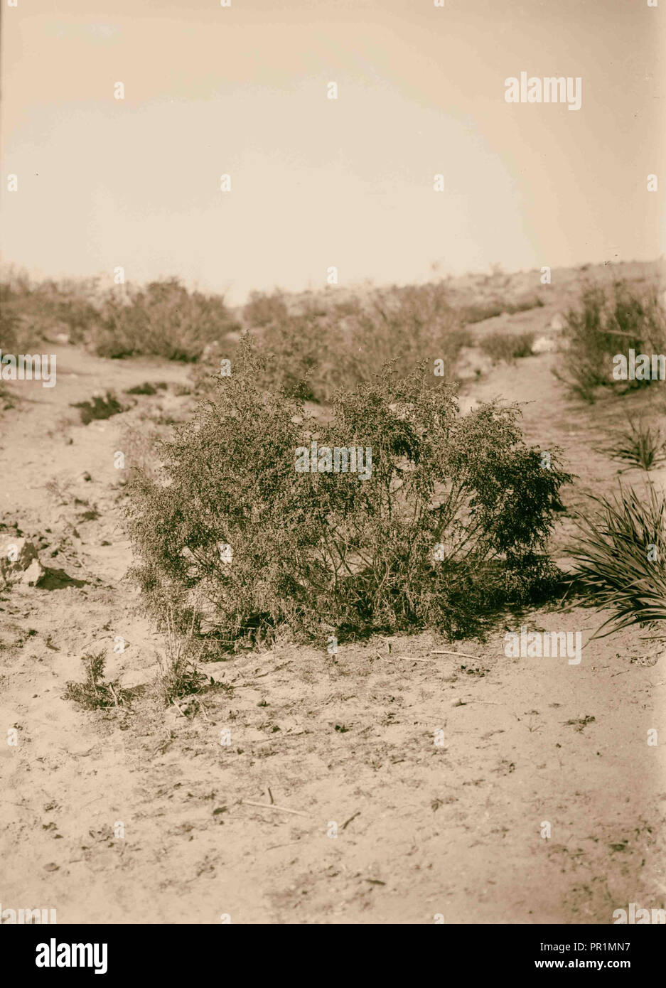 Trees and shrubs. Sparrow-wort (Thymelaea hirsuta Endl.). 1900, Middle East, Israel and/or Palestine Stock Photo