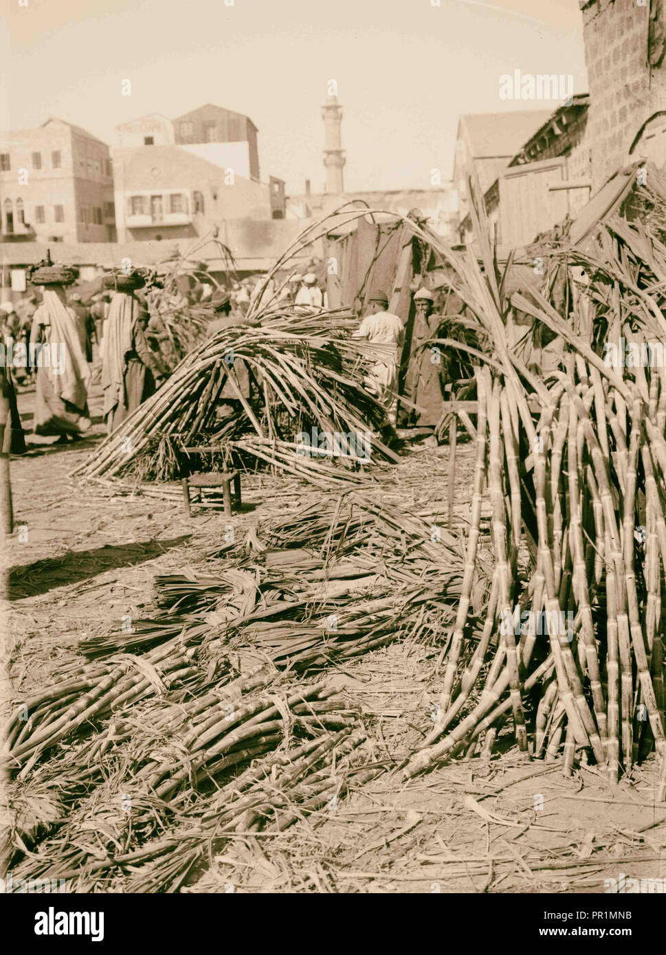 Economic plants. Sugarcane (Saccharum officinarum L.), police standing near sign on beach, Jaffa?, Israel 1900, Middle East Stock Photo