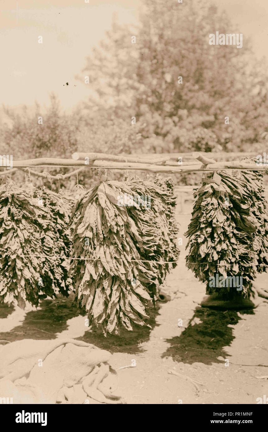 Economic plants. Curing tobacco. 1900, Middle East, Israel and/or Palestine Stock Photo