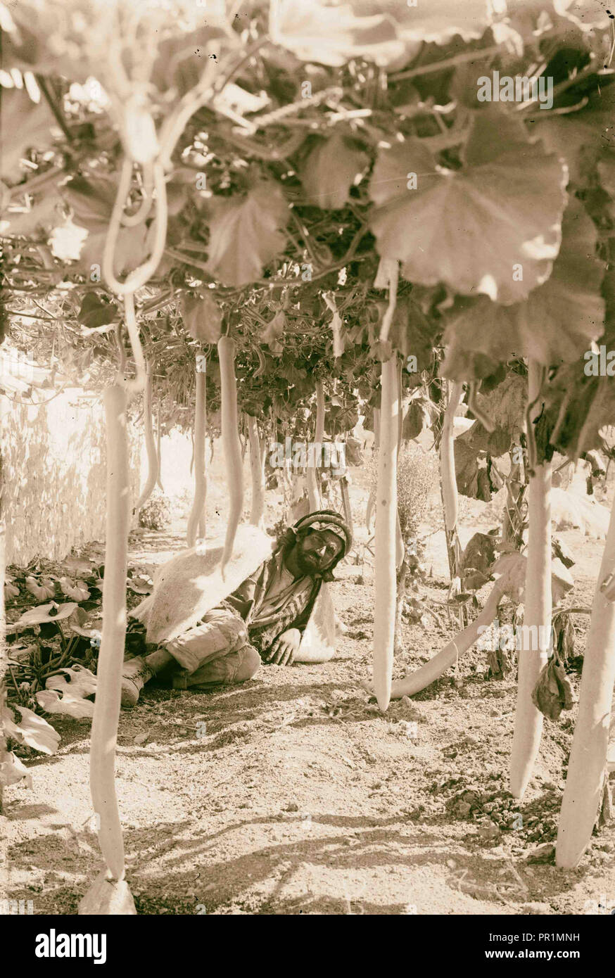 Economic plants. Long gourds (Lagenaria vulgaris Ser.). 1900, Middle East, Israel and/or Palestine Stock Photo
