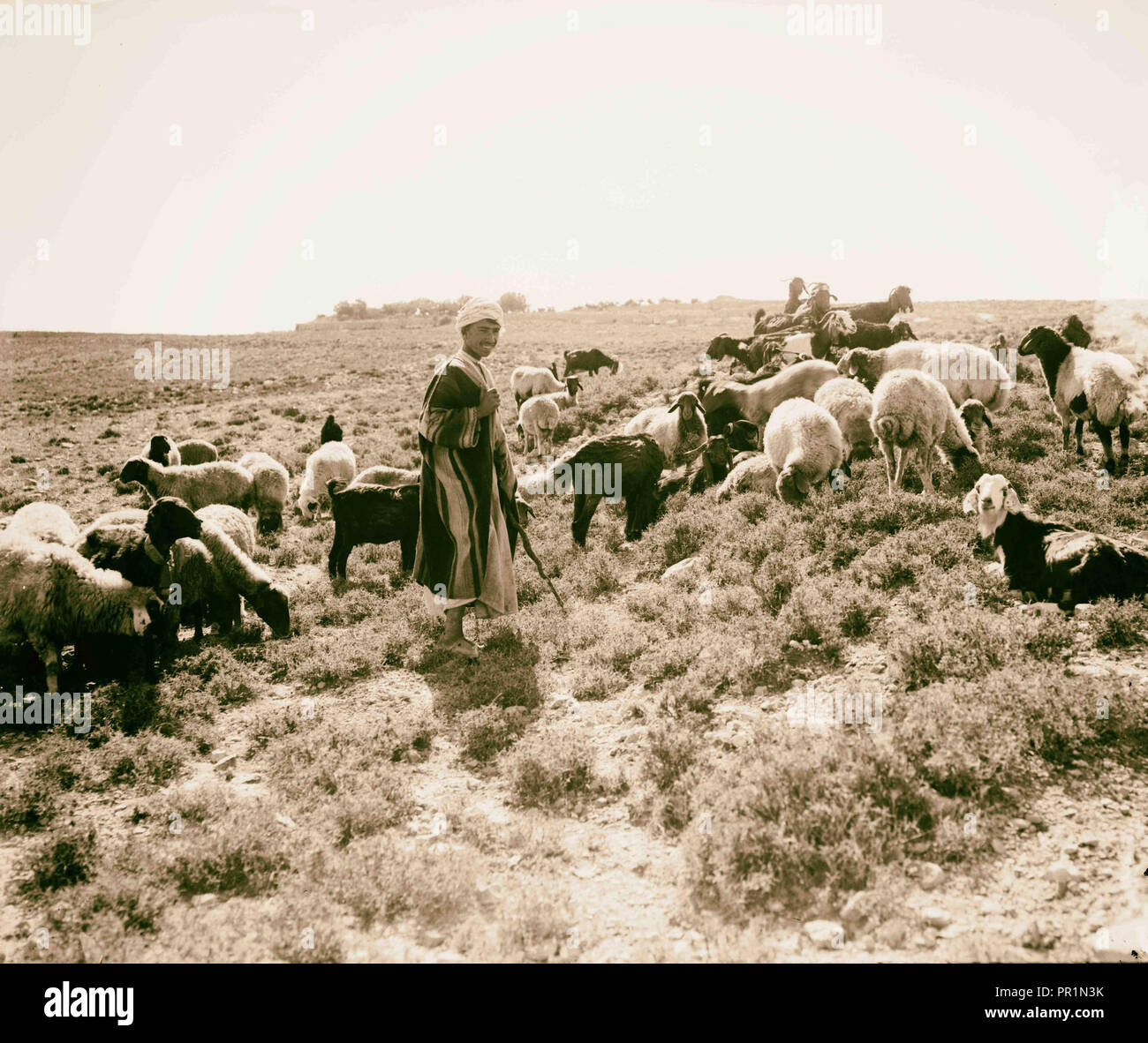 Bedouin shepherd. 1898, The Bedouin are nomadic Arab peoples who