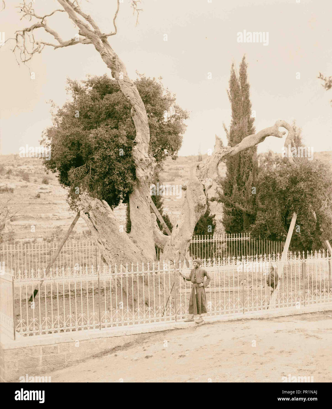 Abraham's Oak, Hebron. 1898, West Bank, Hebron, Middle East Stock Photo