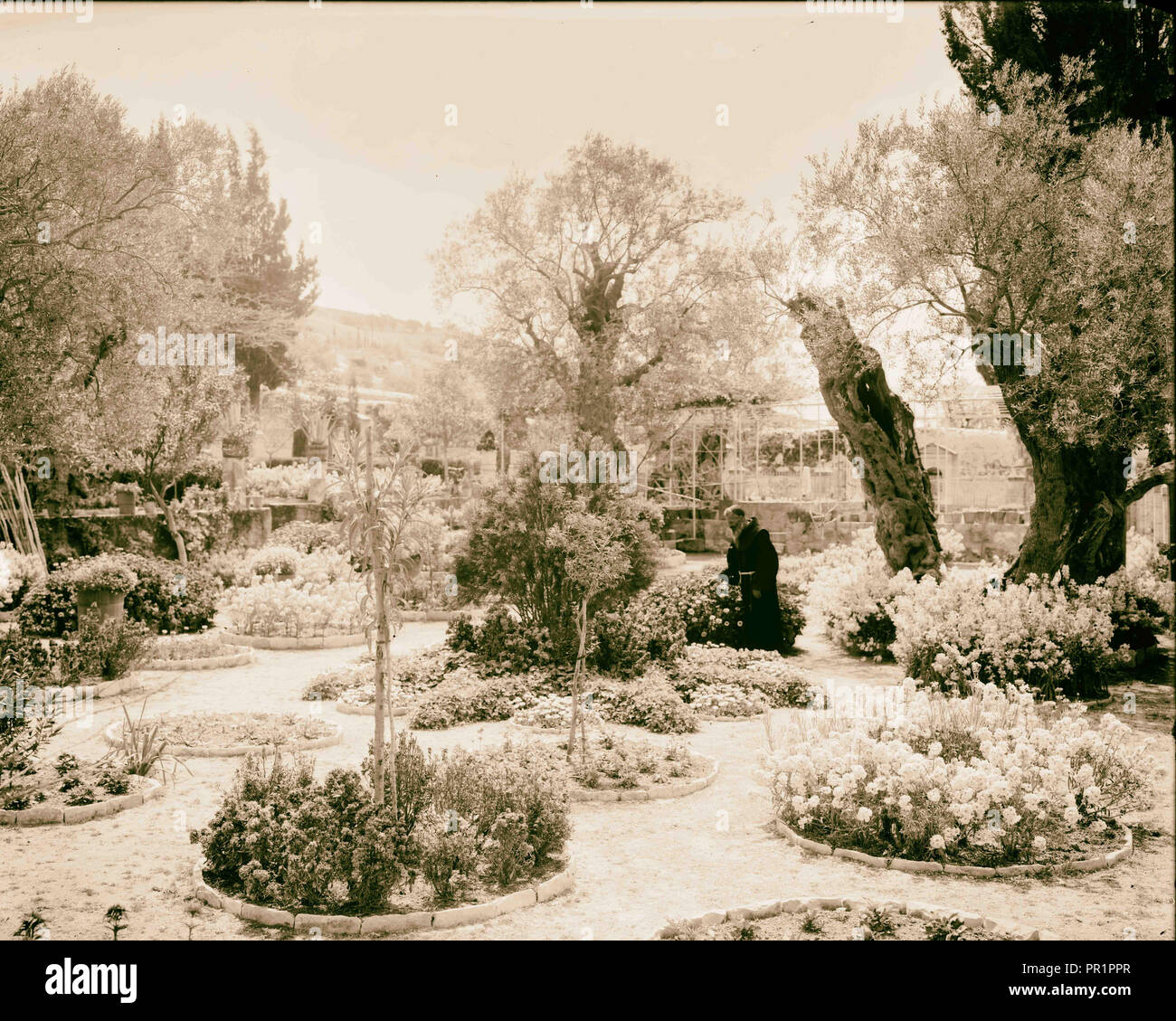 Jerusalem El-Kouds Old olive tree in Garden of Gethsemane 1898, Israel Stock Photo