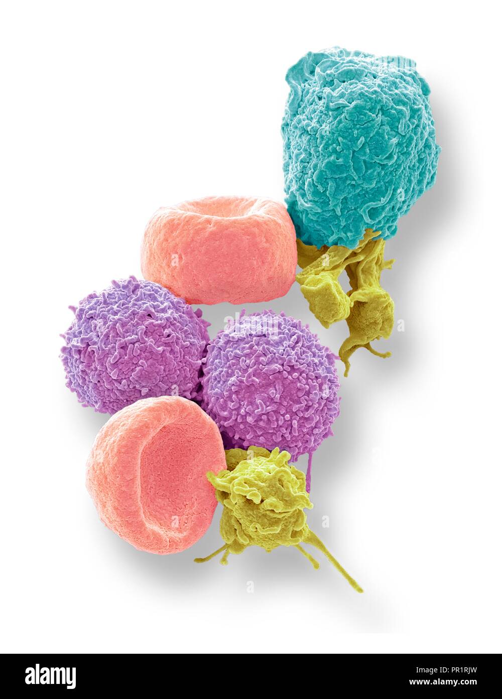 Blood cells. Coloured scanning electron micrograph (SEM) of human red blood cells (erythrocytes, red), white blood cells (leukocytes, pink and cyan), and platelets (thrombocytes, yellow). The disc-shaped, biconcave erythrocytes transport oxygen to the body's cells and remove carbon dioxide to the lungs. Leukocytes are part of the immune system, defending the body against infection by ingesting pathogens by phagocytosis or by producing antibodies. Magnification: x5000 when printed 10 centimetres high. Stock Photo