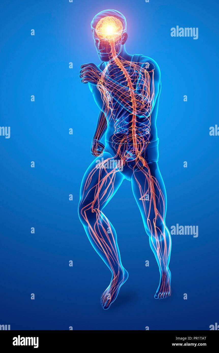 Male nervous system, computer illustration Stock Photo - Alamy