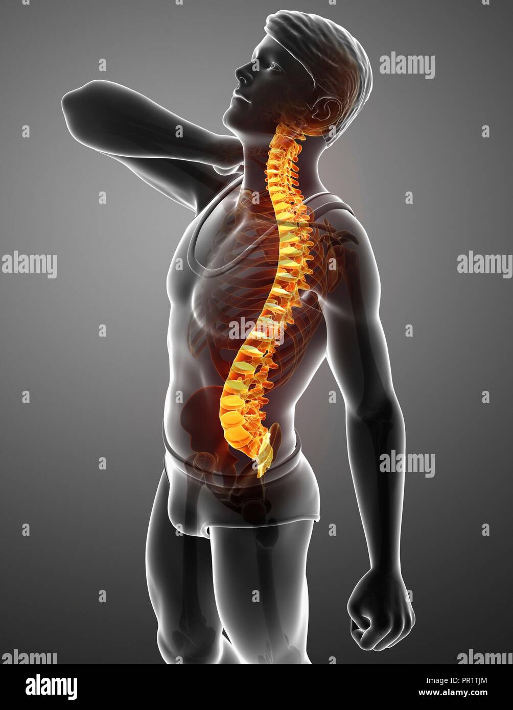 Man with back pain, computer illustration Stock Photo - Alamy