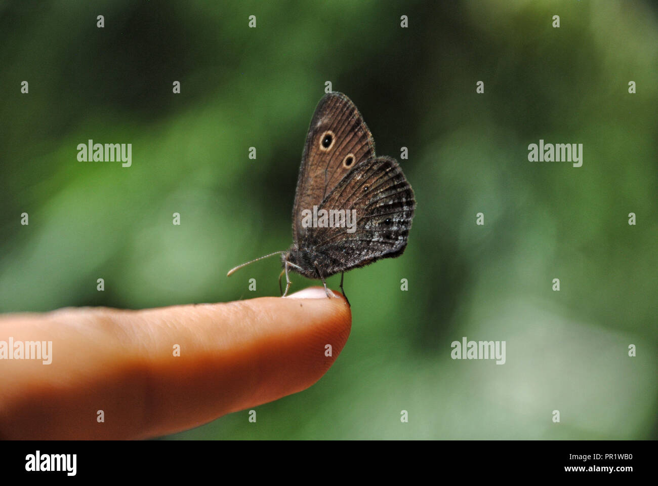 A brown spotted wild butterfly than landed on my finger while I was exploring the mountains of Oregon, USA Stock Photo