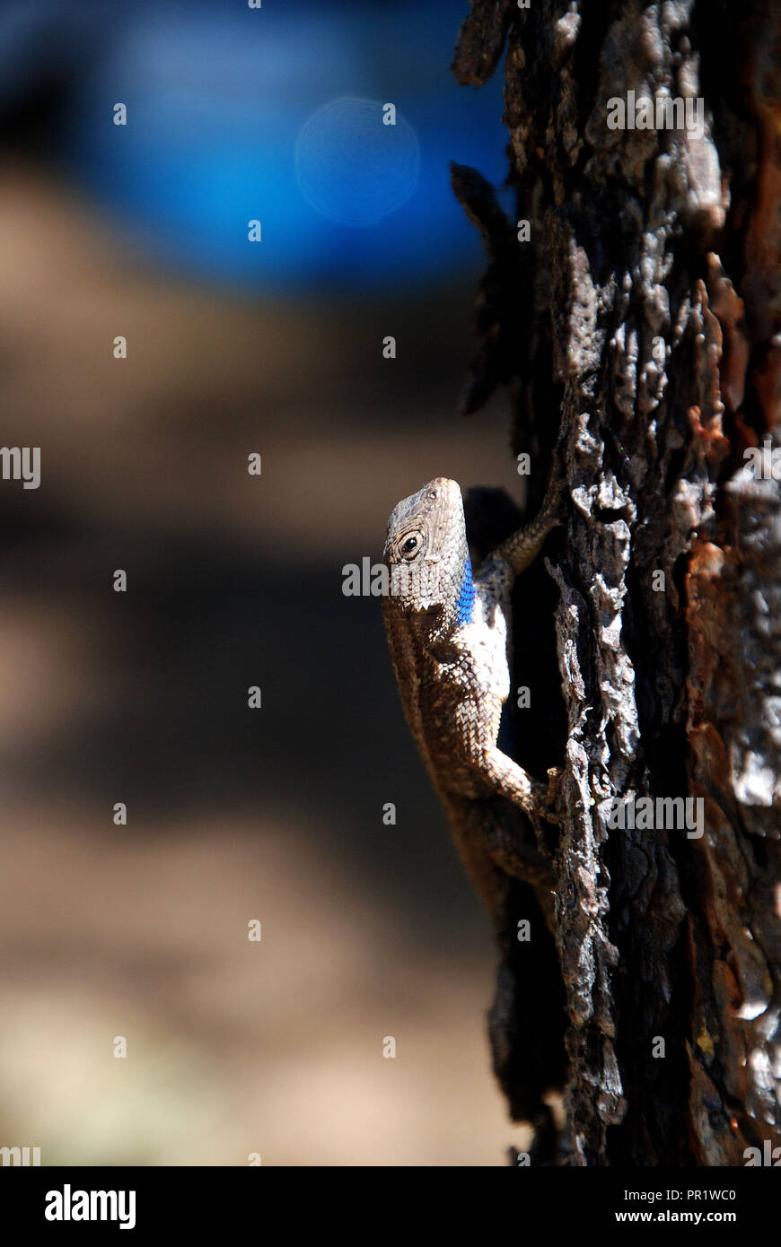 A cute little beige and blue gecko (lizard) staring at me while climbing on the bark a tree, in the mountains of Oregon, USA, on a blurry background Stock Photo