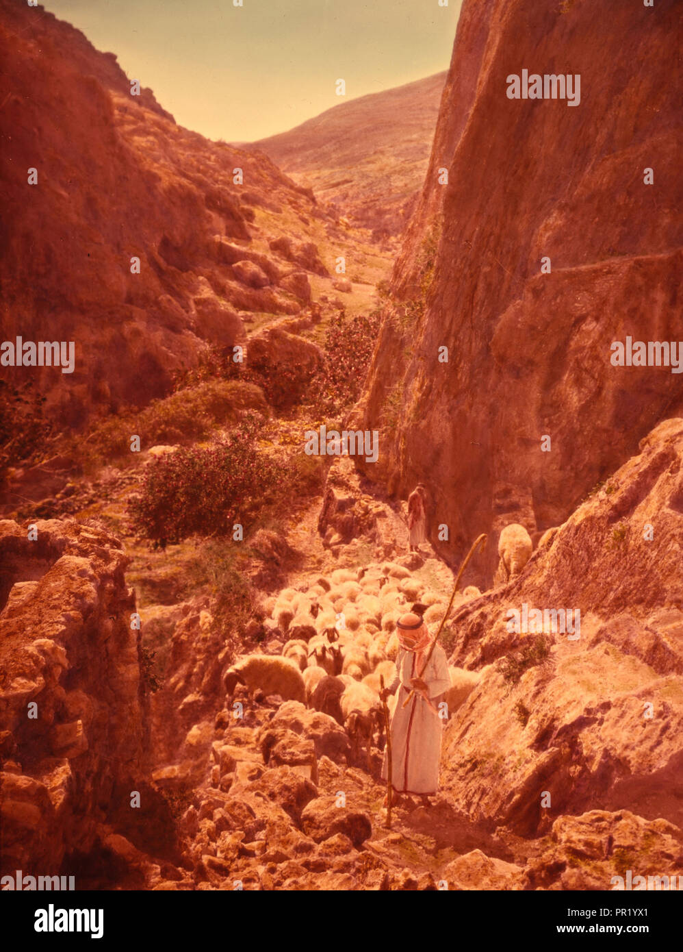 Shepherd Life Illustrating The Twenty Third Psalm Thy Rod And Thy