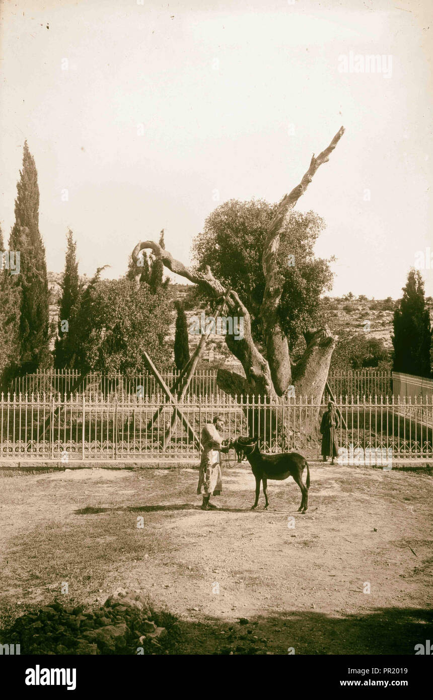 Abraham's Oak. 1925, West Bank, Hebron Stock Photo