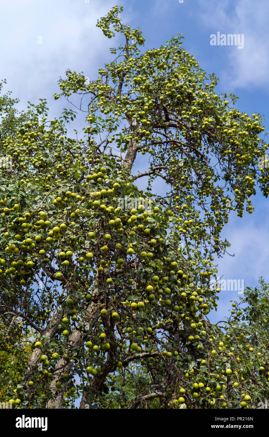 Pyrus nivalis commonly known as snow pear Stock Photo