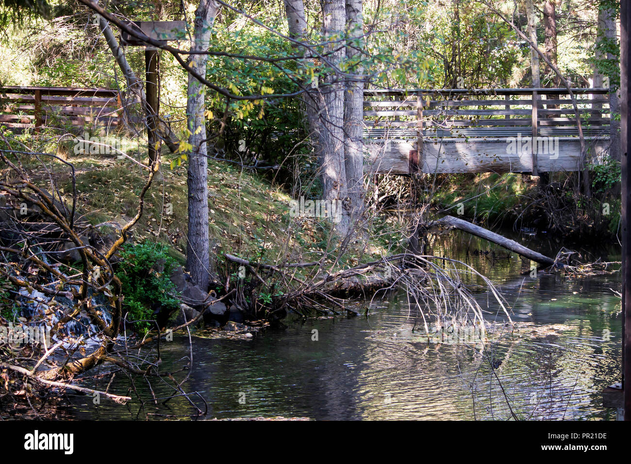 Branches dip into the water in a Boise park Stock Photo Alamy