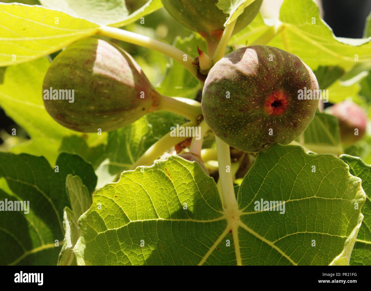 Edible Fig Tree High Resolution Stock Photography and Images Alamy