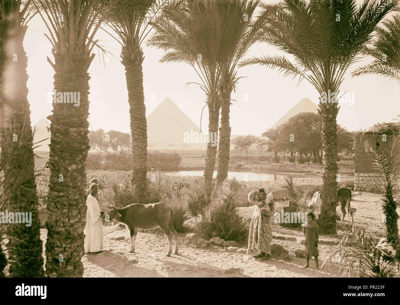 Egypt. Types & agriculture. Corn fields & palmgrove (pyramids seen thro