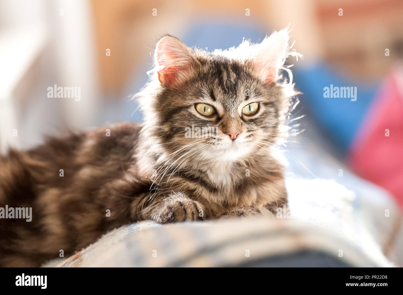 seriously cute tabby kitten with a fixed stare backlit by sunlight Stock Photo