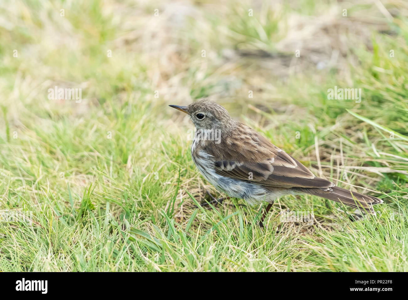 Little brown bird walk on the green grass Stock Photo