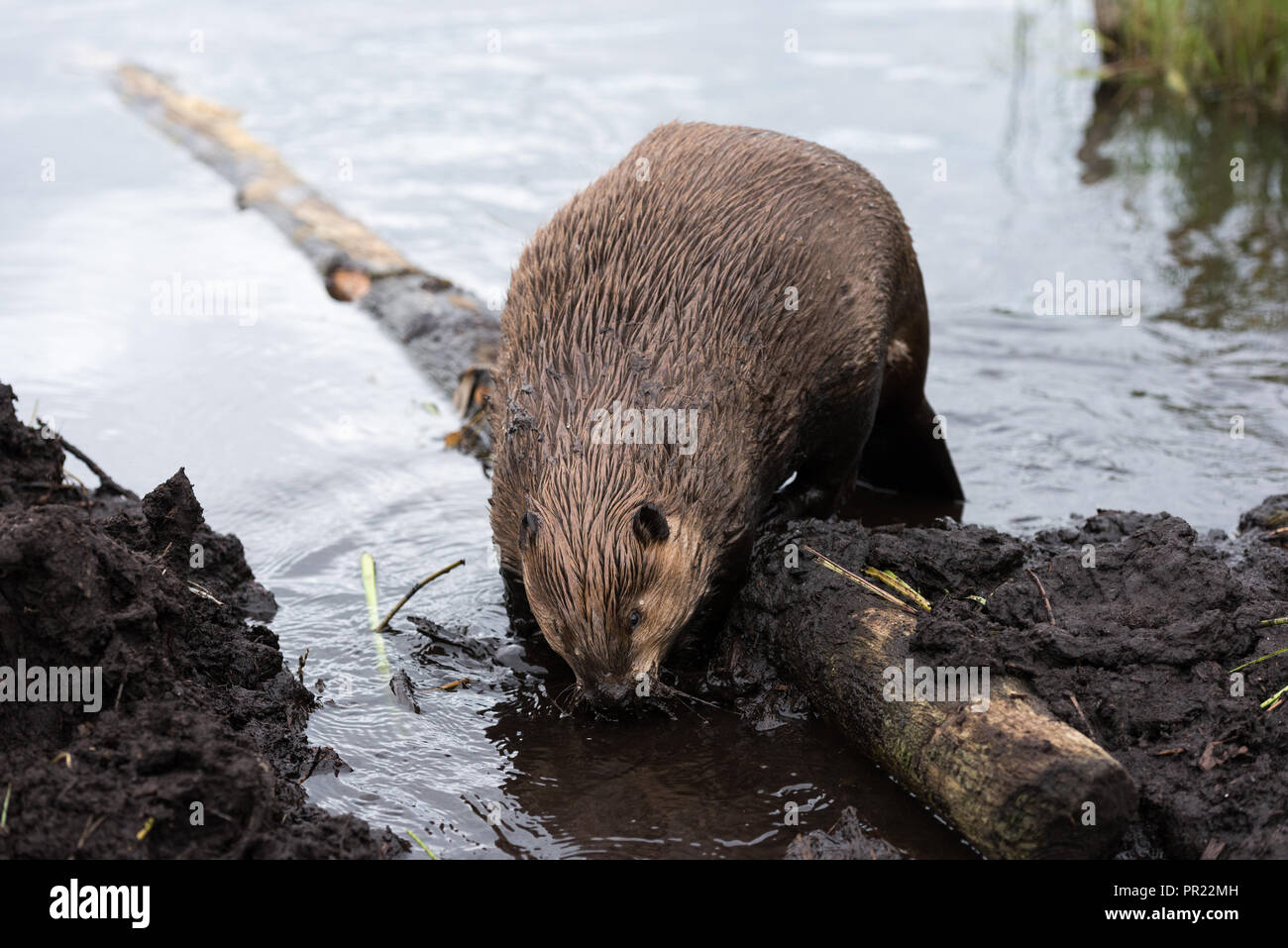 a large beaver climbing over a log to fix its beaver dam Stock Photo