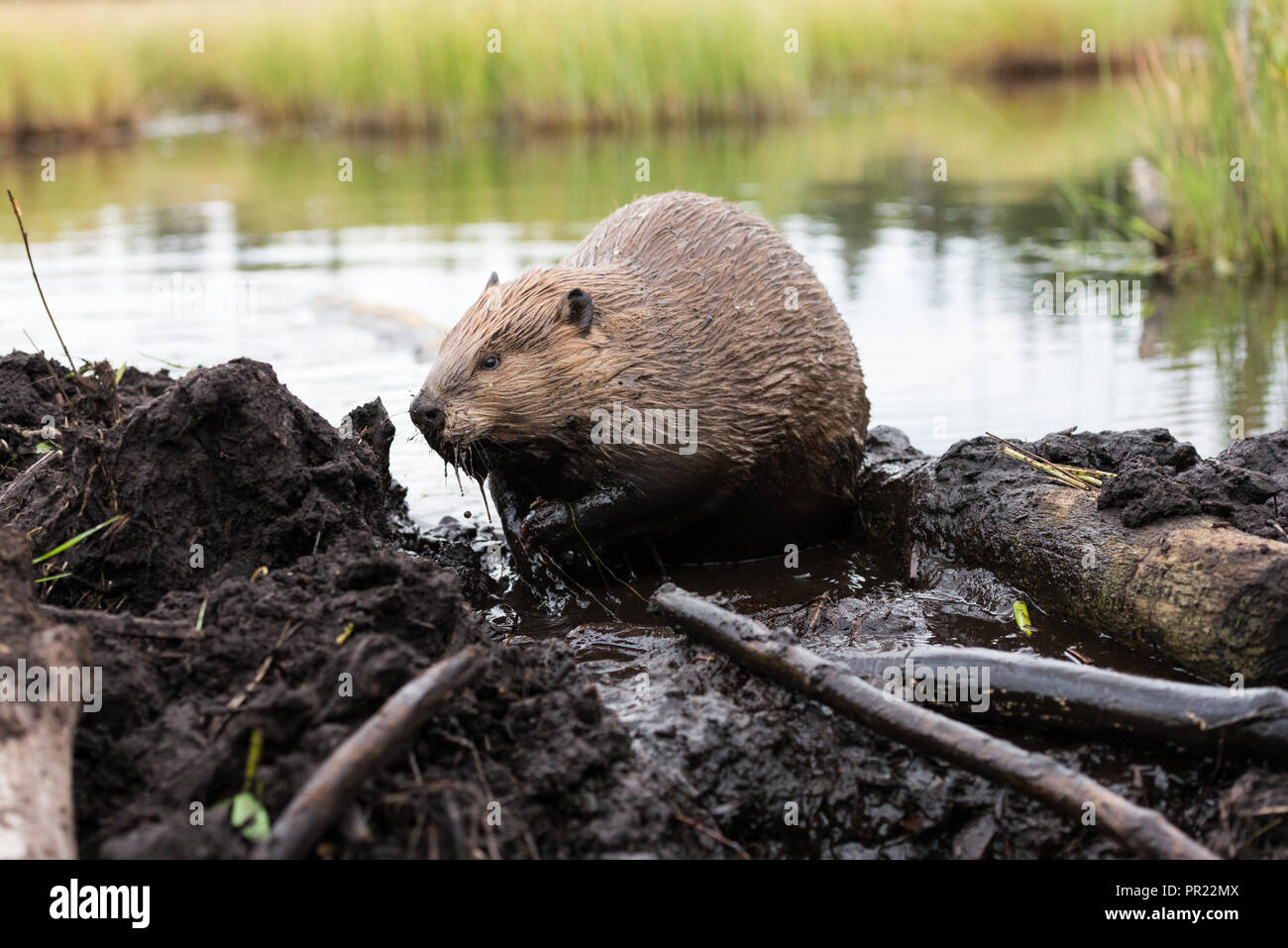 A large beaver working on its beaver dam Stock Photo