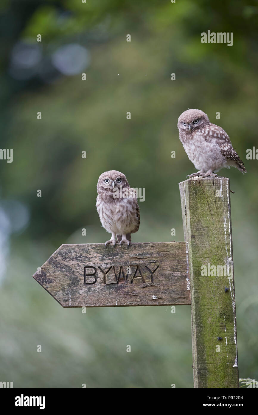 A pair of, two, Little Owl owlets standing on a byway signpost, Athene noctua, East Yorkshire, UK Stock Photo