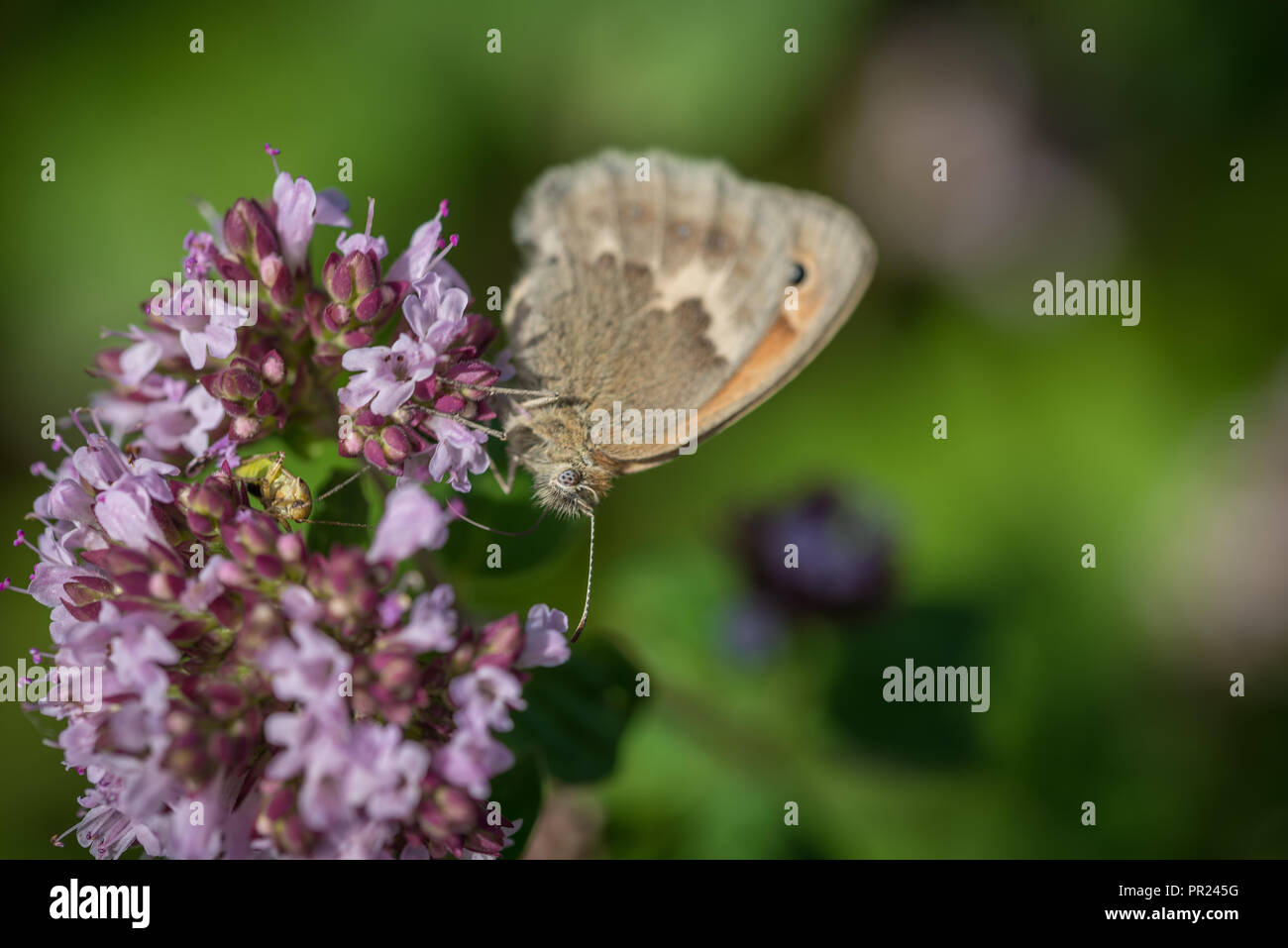 Schmetterling hi-res stock photography and images - Alamy
