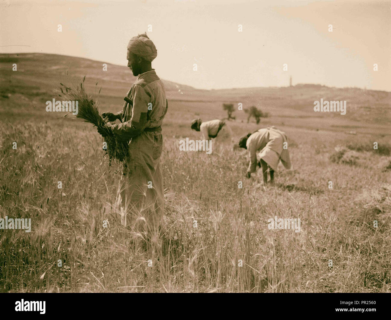 Arab Peasants. Reaping scenes. 1898, Middle East, Israel and/or Palestine Stock Photo Alamy