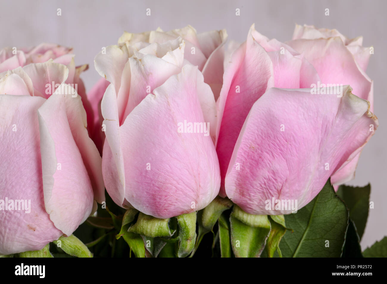 Pink roses bouquet isolated on white background Stock Photo - Alamy