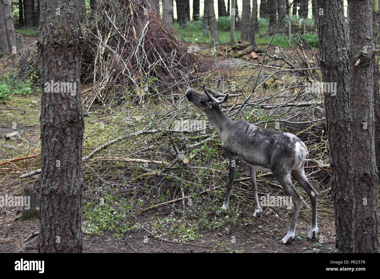European Forest Reindeer, The Highland Wildlife Park, Kingussie, Highland, Scotland Stock Photo