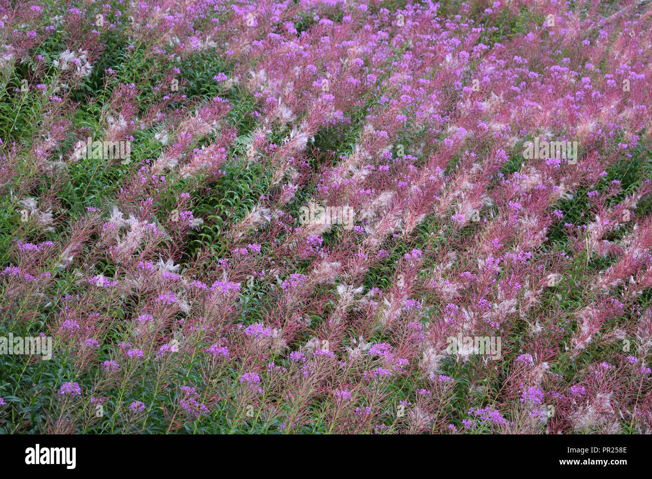Pink and White Wild Flowers at The Highland Wildlife Park, Kingussie, Highland, Scotland Stock Photo