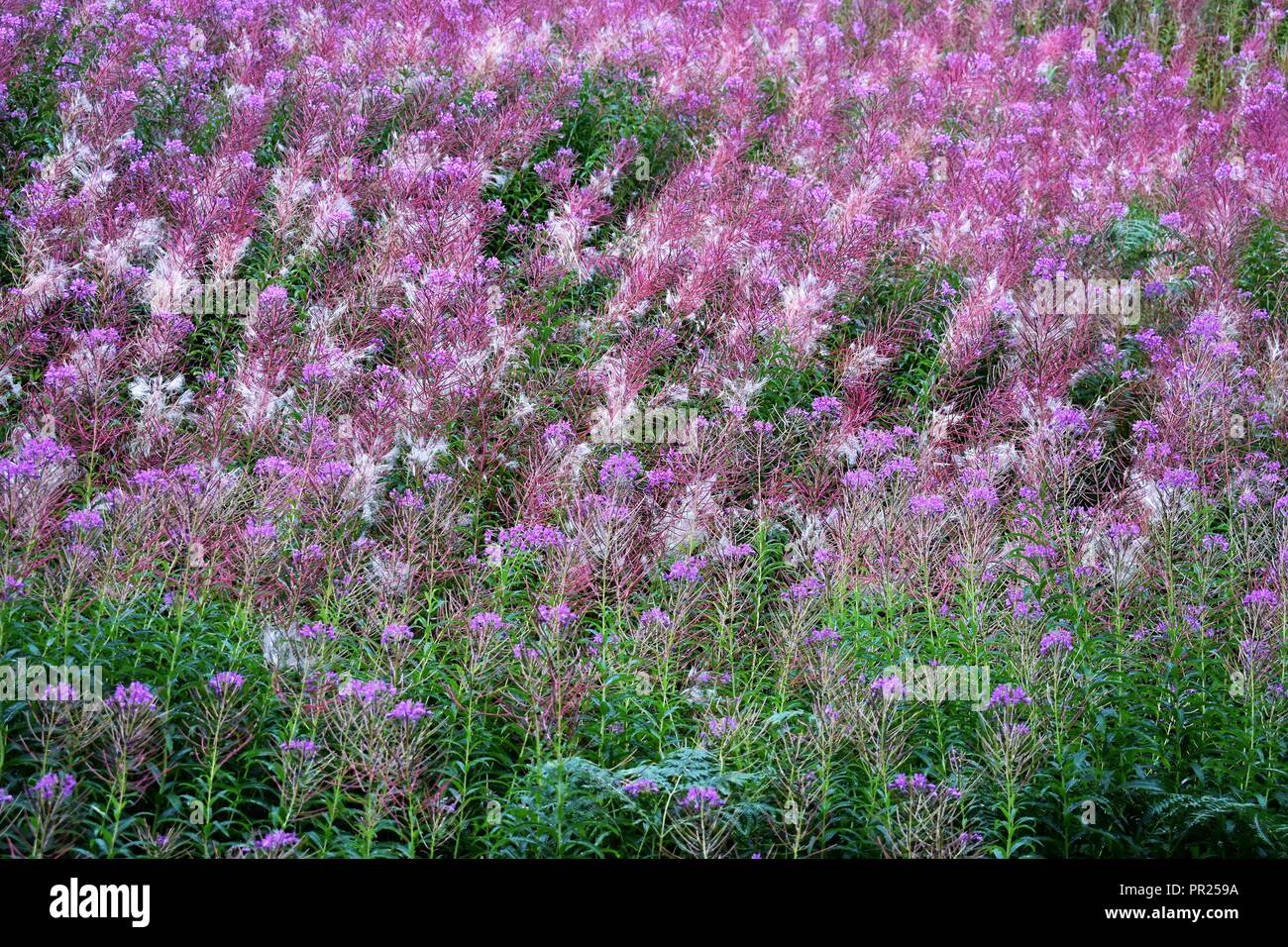 Pink Wild Flowers Hi res Stock Photography And Images Alamy pink-wild-flowers-hi-res-stock-photography-and-images-alamy