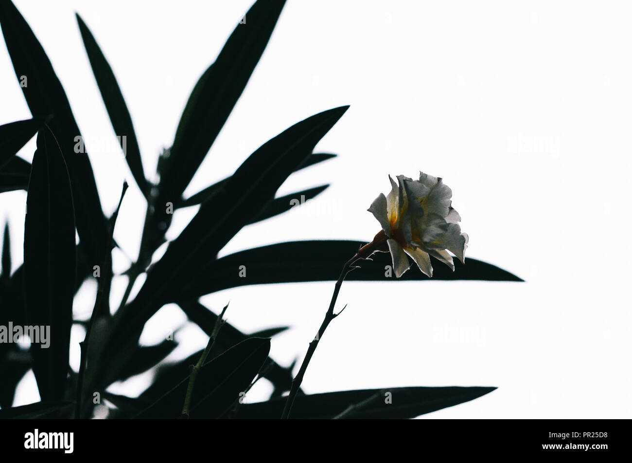 Small white peony in a very bright white background with very hight contrast between the foreground and the background. Much black and white contrast Stock Photo