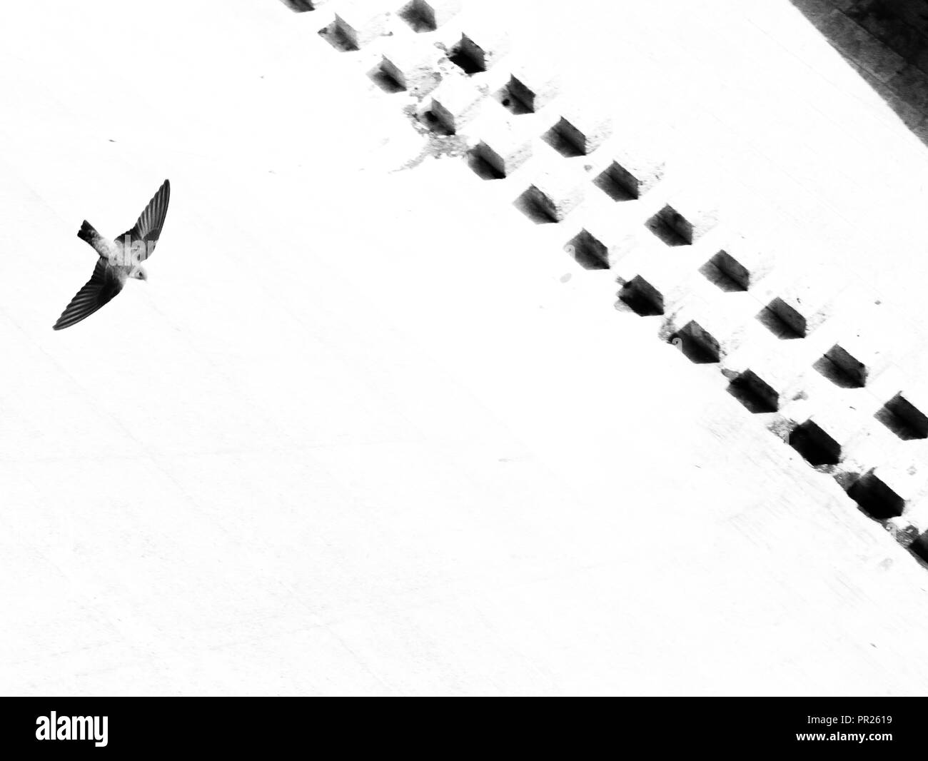 Black and white B&W black bird flying over a white background with black dots and abstract stairs. High view and veryesoteric abstract birds. Stock Photo