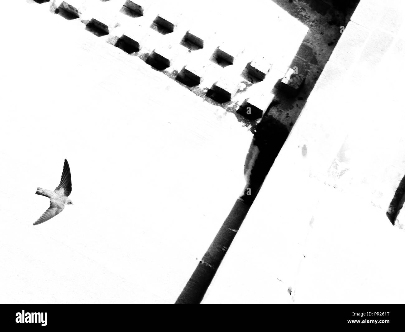 Black and white B&W black bird flying over a white background with black dots and abstract stairs. High view and veryesoteric abstract birds. Stock Photo