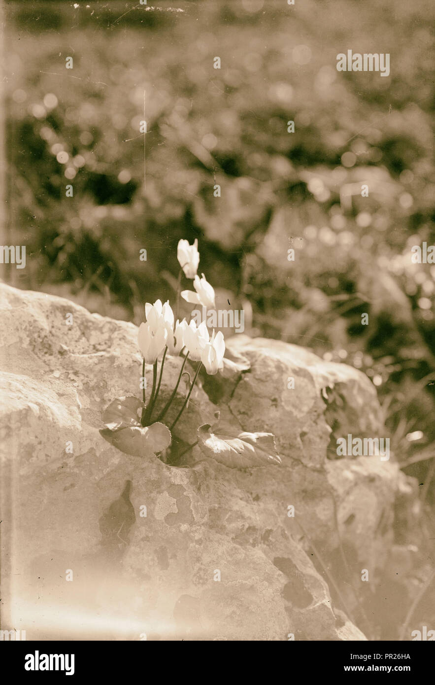 Flowers growing out of a rock hi-res stock photography and images - Alamy