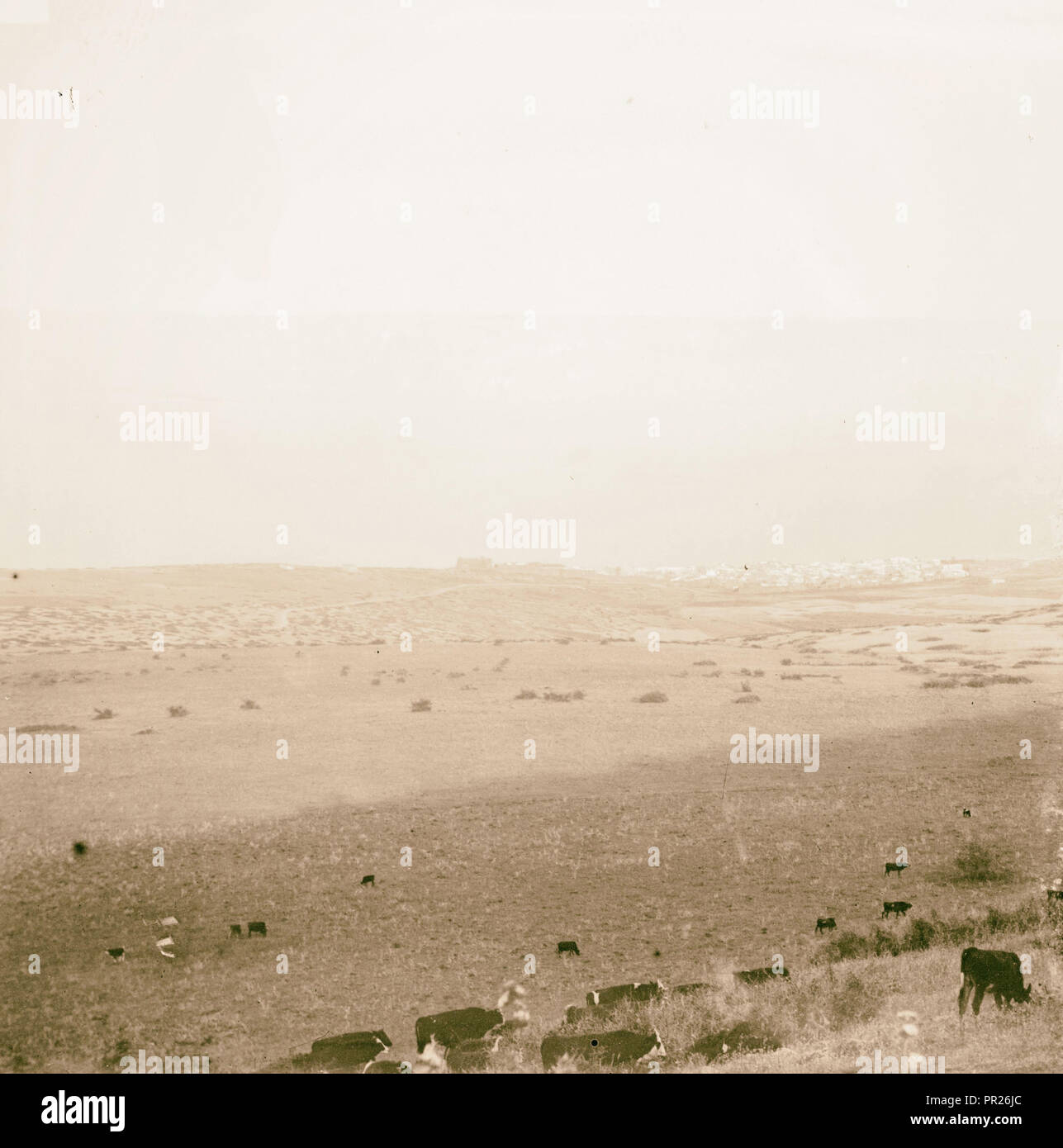 Cows grazing in a field. 1898, Middle East, Israel and/or Palestine Stock Photo