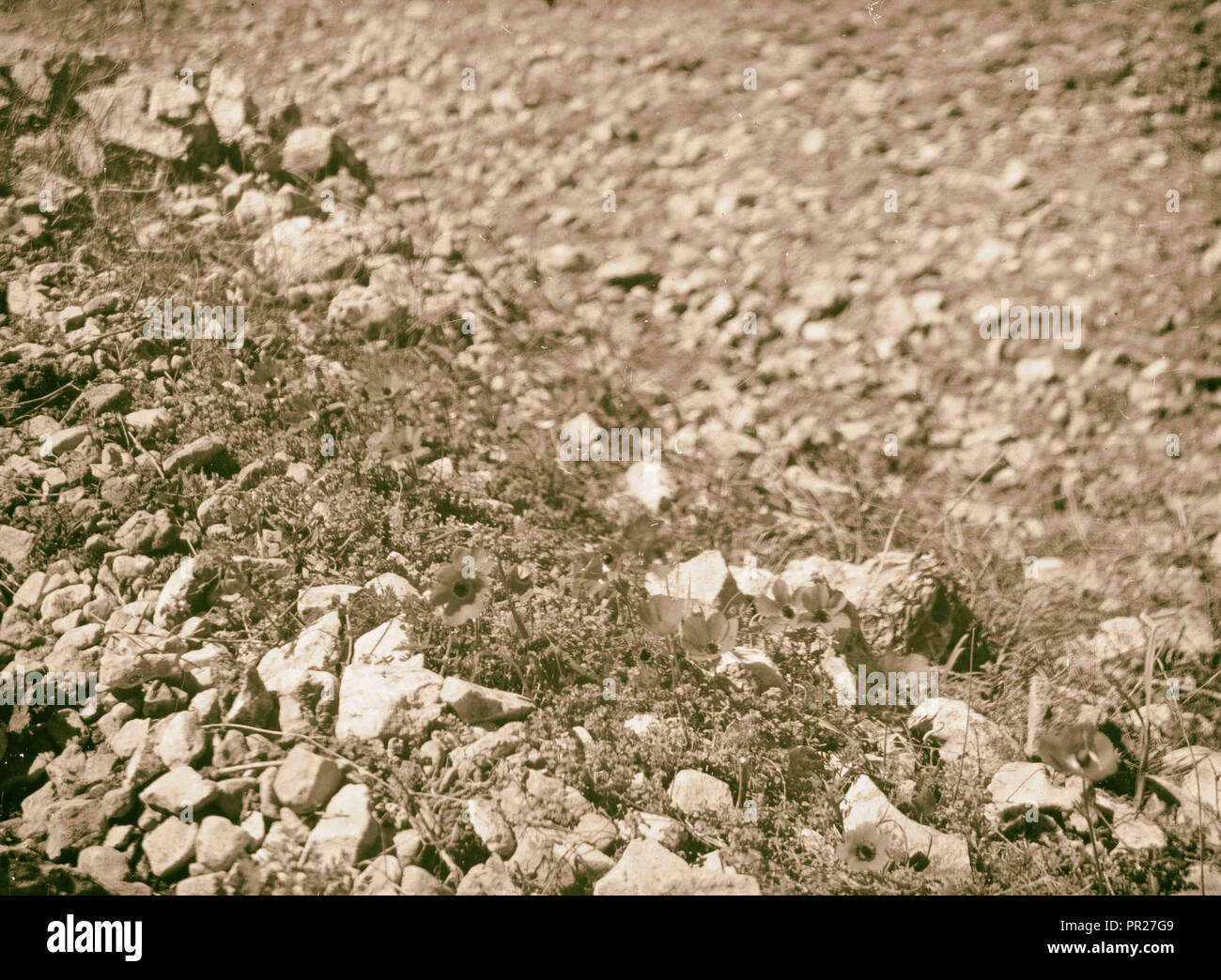 Lily of the field. 1898, Middle East, Israel and/or Palestine Stock