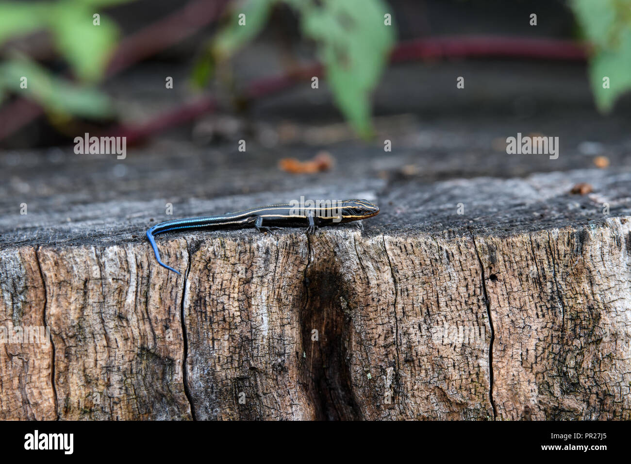 Juvenile five-lined skink on tree stump. It is a species of lizard endemic to North America and one of the most common lizards in the eastern U.S. Stock Photo
