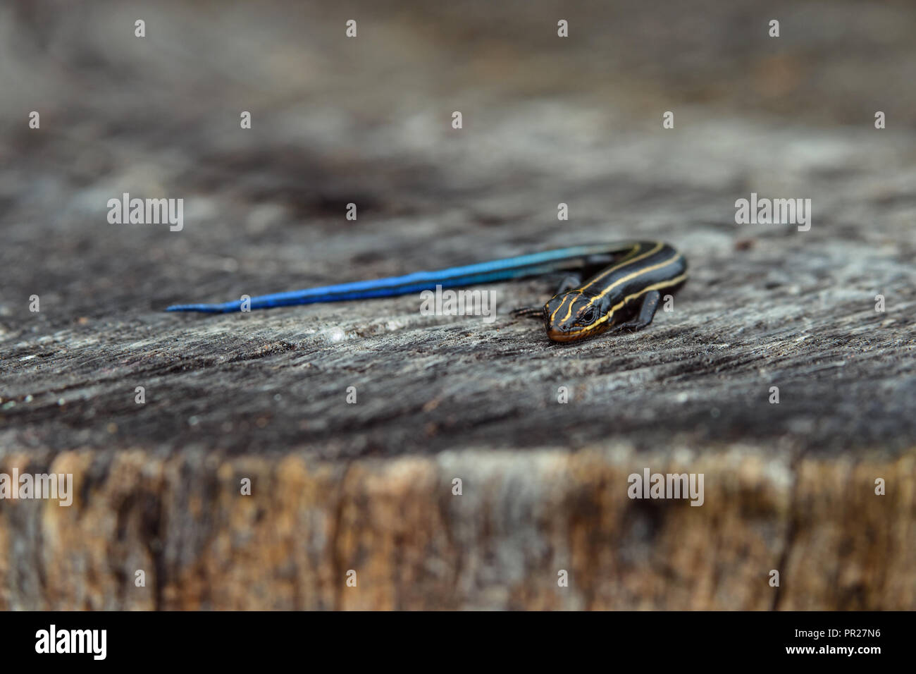 Juvenile five-lined skink on tree stump. It is a species of lizard endemic to North America and one of the most common lizards in the eastern U.S. Stock Photo