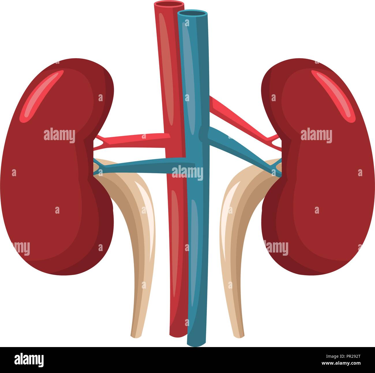 Kidneys human organ Stock Vector