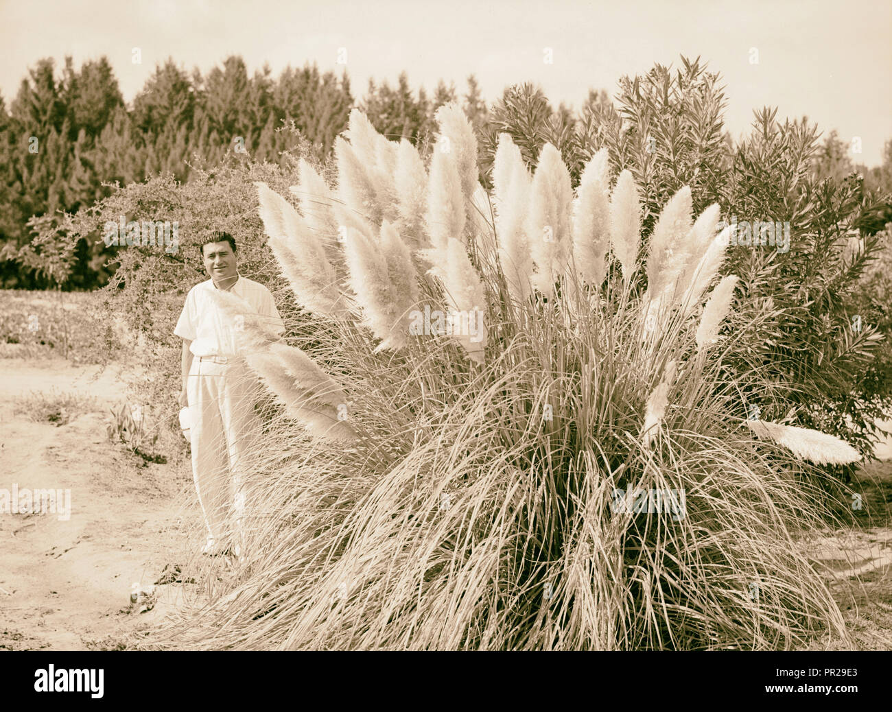Flag Reeds Egypt. Isma'lia. Reed flags in the Public Gardens. 1934, Egypt ...
