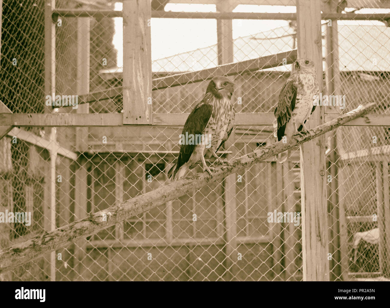 Tel Aviv Zoo. Pair of serpent eagles (feed on snakes & lizards). 1934, Israel, Tel Aviv Stock Photo