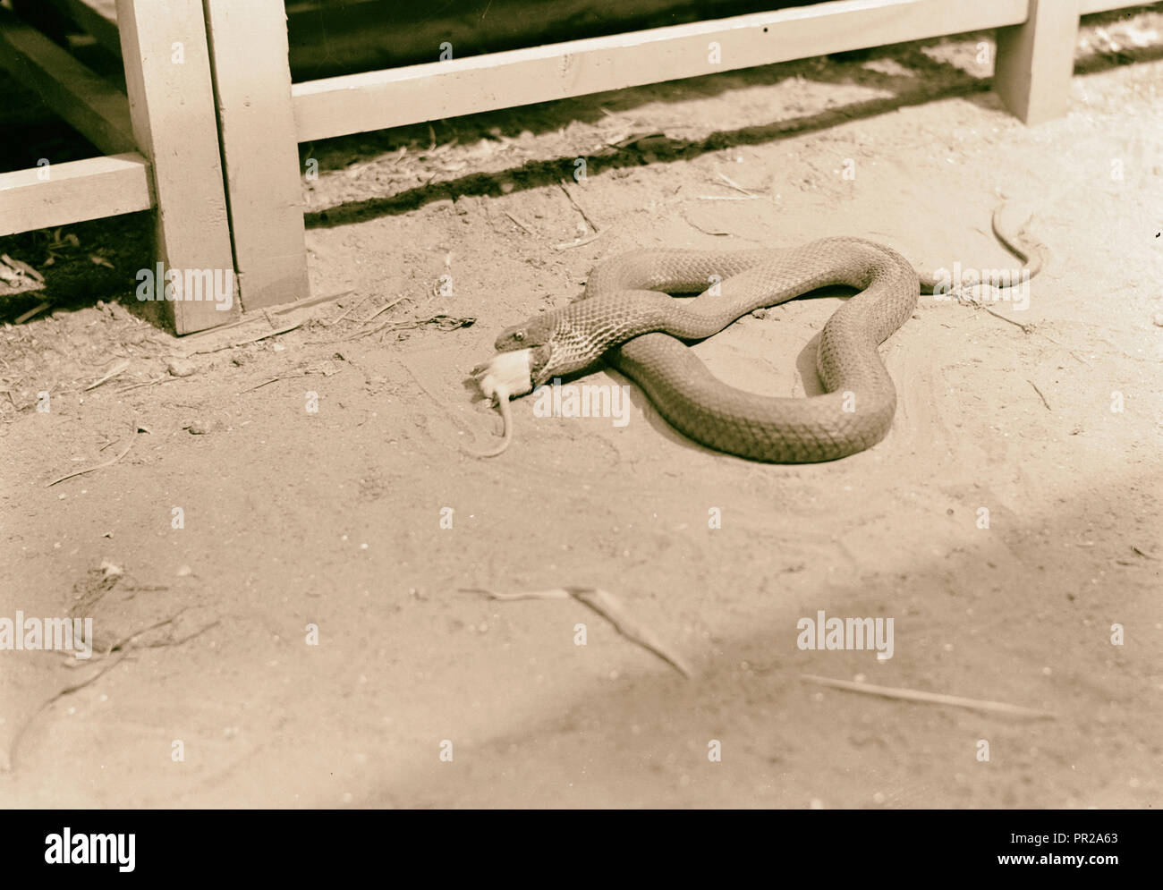 Tel Aviv Zoo. Rat nearly engulfed in snakes mouth. 1934, Israel, Tel Aviv Stock Photo