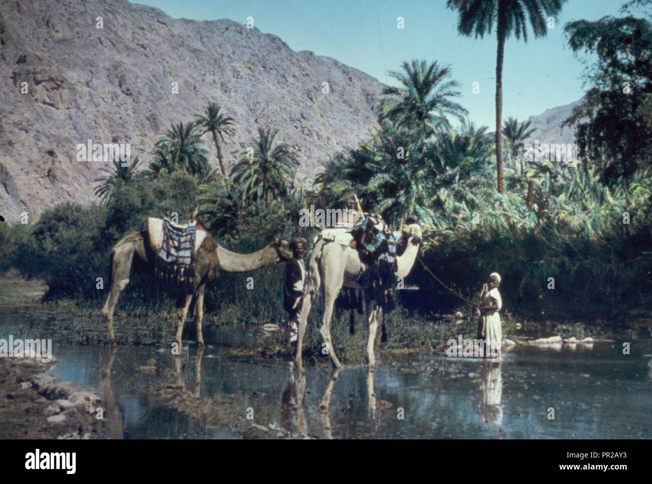 Sinai. Oasis of Wady Feiran, Elim. Exodus 161. 1950, Egypt, Sinai Stock