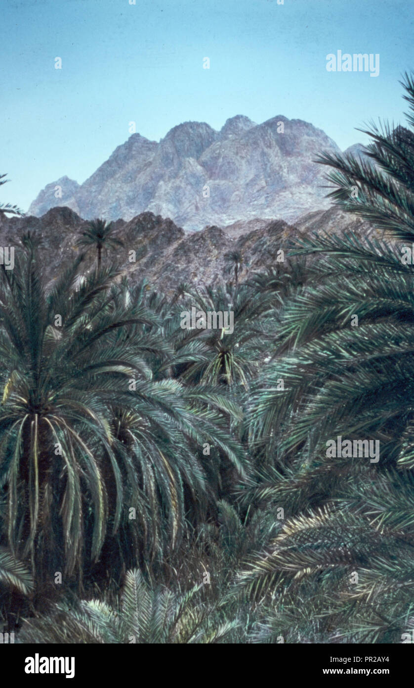 Sinai. Wady Feiran, luxurious palm grove. 1950, Egypt, Sinai Stock Photo