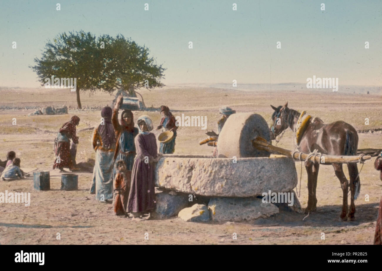 Old wheat mill, horse drawn. 1950, Middle East Stock Photo Alamy