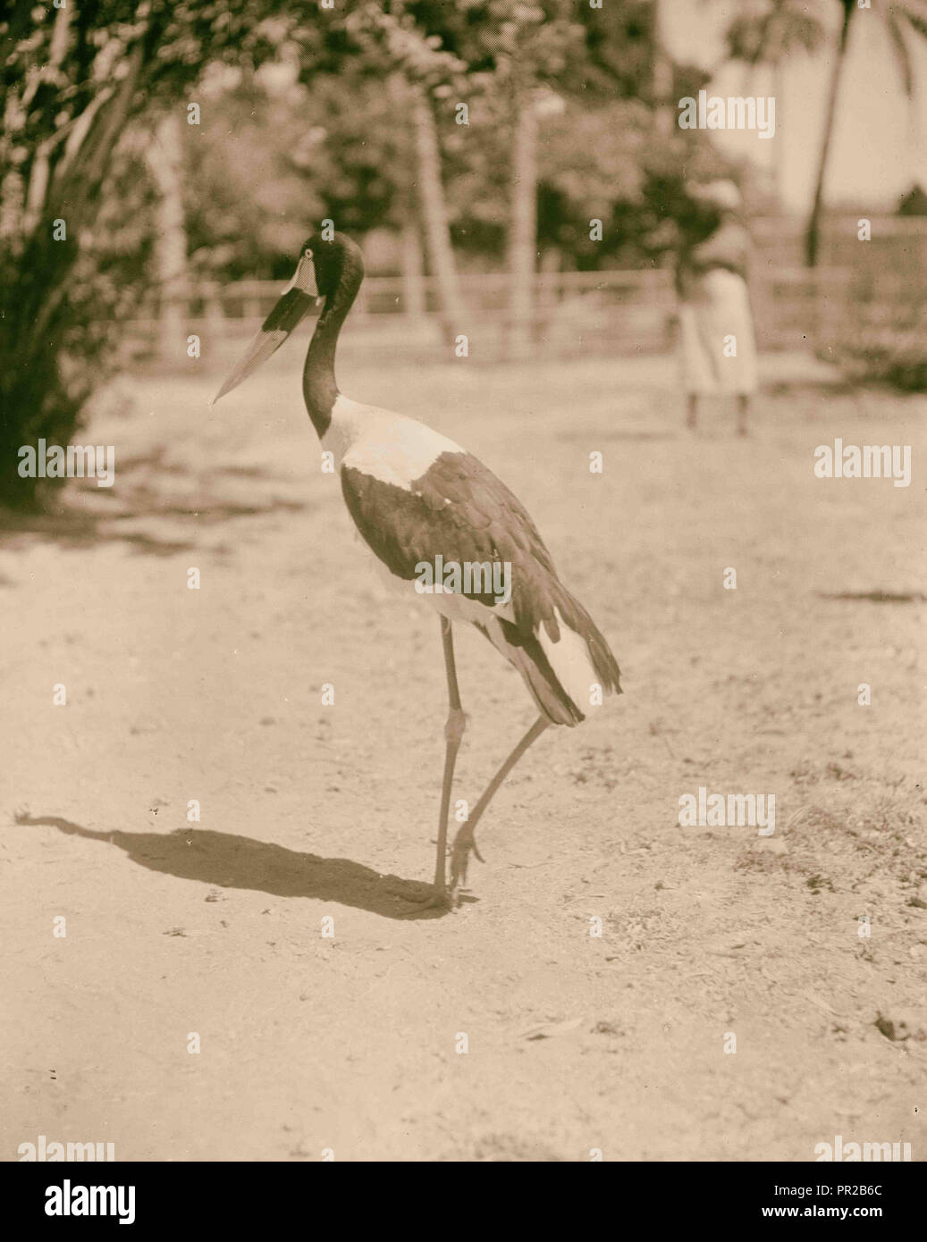 Sudan. Khartoum. Khartoum Zoo. The Red Bill (Ephippiorhynchus senegalensis). 1936, Sudan, Khartoum Stock Photo