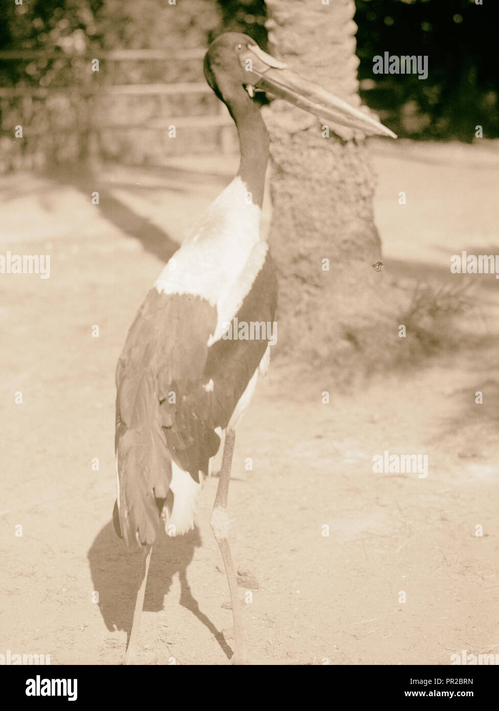 Sudan. Khartoum. Khartoum Zoo. The red bill (Ephippiorhynchus senegalensis). 1936, Sudan, Khartoum Stock Photo