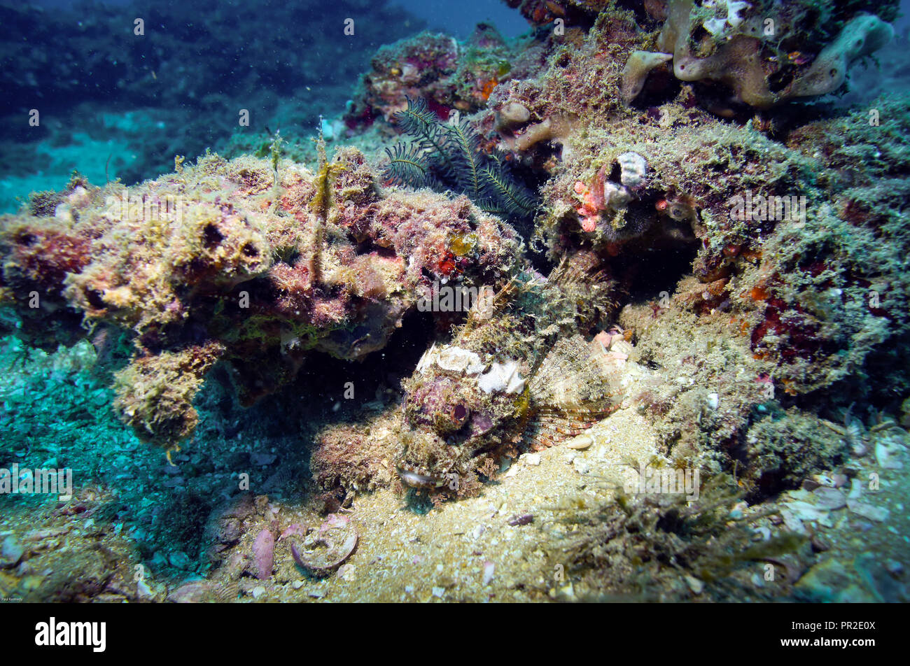 Coral reef underwater off the coast of Negombo, Sri Lanka Stock Photo