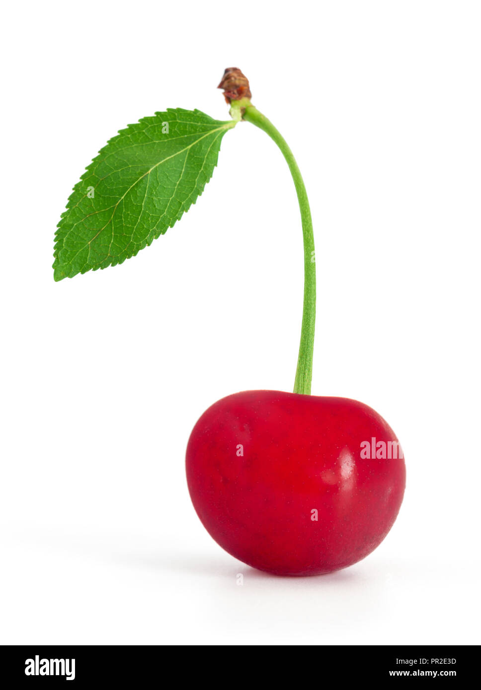 Sour cherry isolated on white background Stock Photo