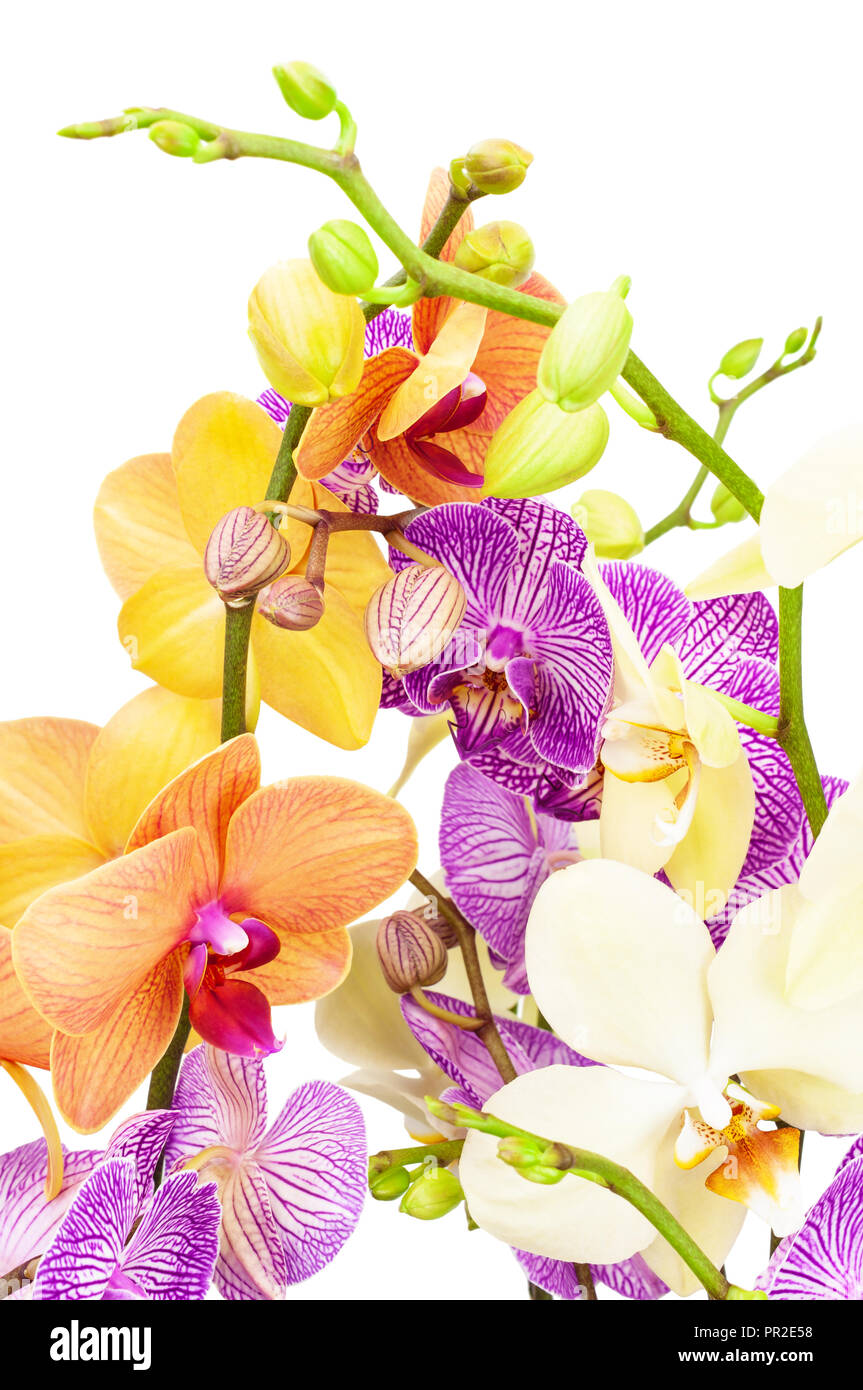 Orchid isolated on white background Stock Photo - Alamy